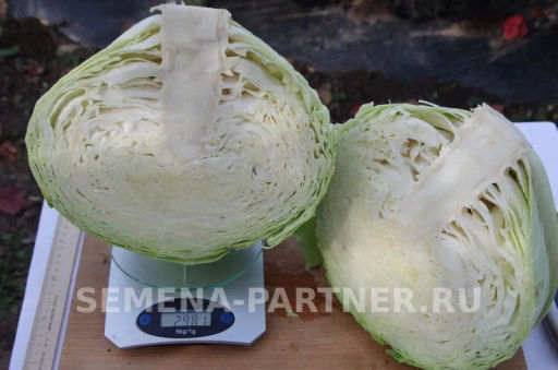 Капуста белокочанная среднепоздняя Агрессор - Партнер фото 6