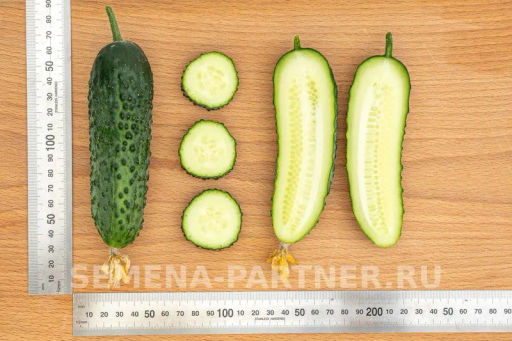 Огурец партенокарпический Уран - Партнер фото 8