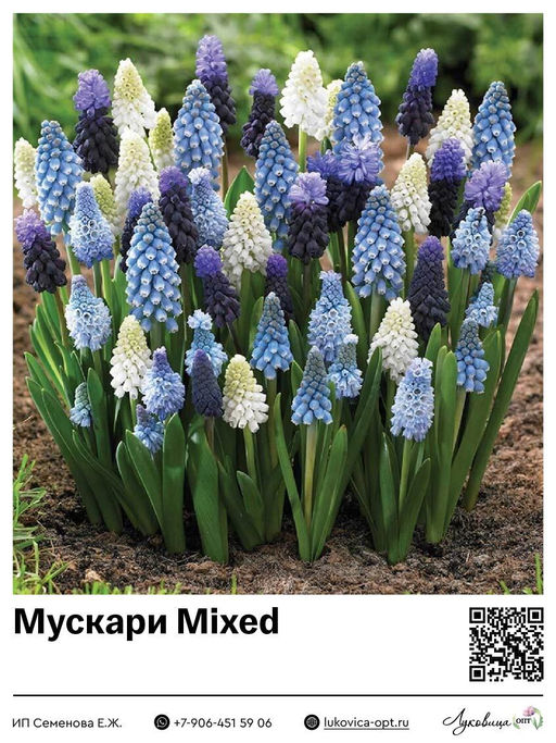 Мускари Mixed