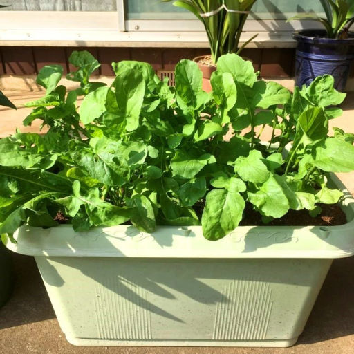 Кунжутная Японская Широколистная Руккола