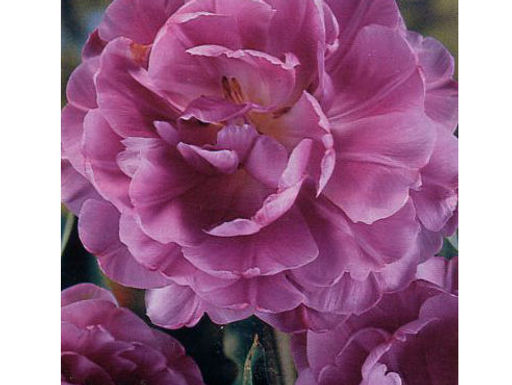 Тюльпан Lilac Perfection (Лайлек Перфекшн) - Долина роз фото 5
