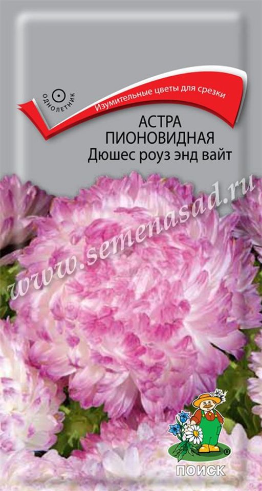 Астра (однолетняя) пионовидная Дюшес роуз энд вайт (ЦВ) ("1) 0,3гр.