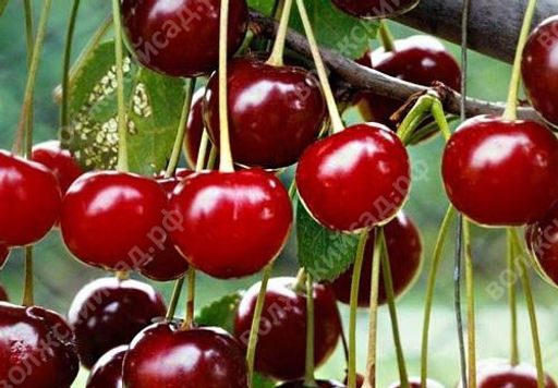 Вишня Подарок Учителям