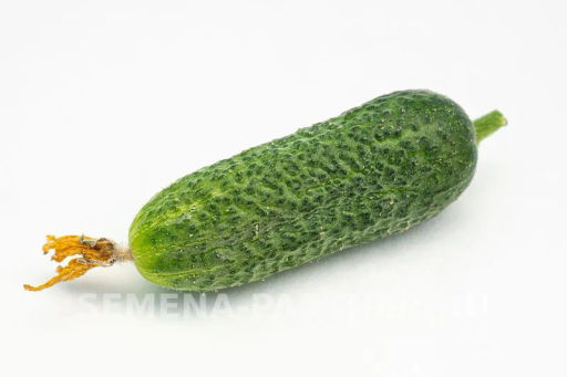 Огурец партенокарпический Хоббит - Партнер фото 5