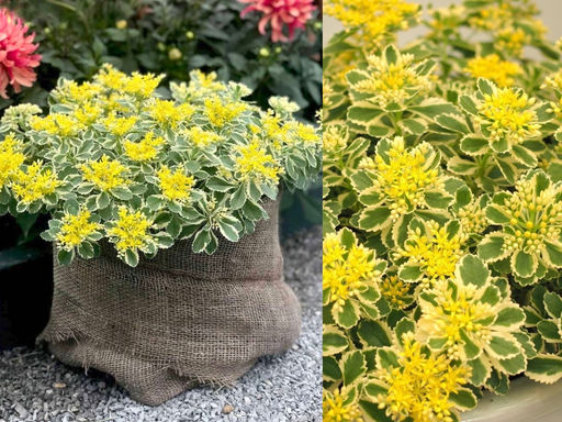 Очиток такесимский Атлантис - Долина роз фото 4