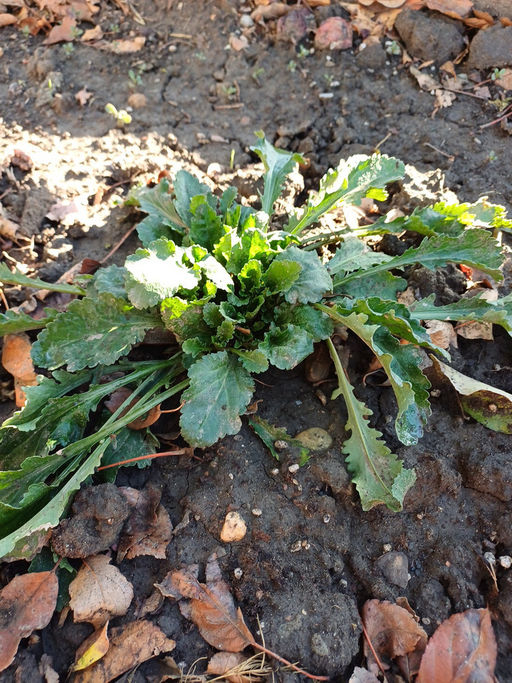 Ромашка садовая