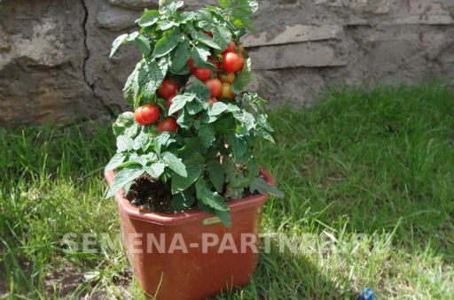 Томат Балконное Чудо Красный - Партнер фото 4