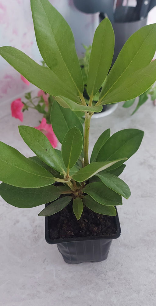 Рододендрон Фантастика