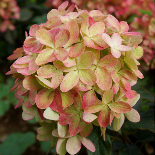 Гортензия Граффити 20-40 см, горшок Р9