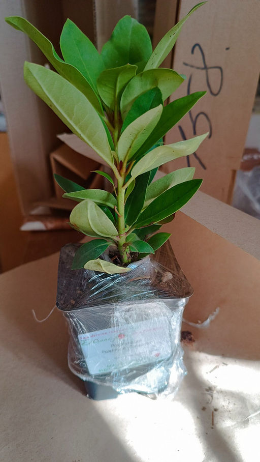 Рододендрон Поларнахт