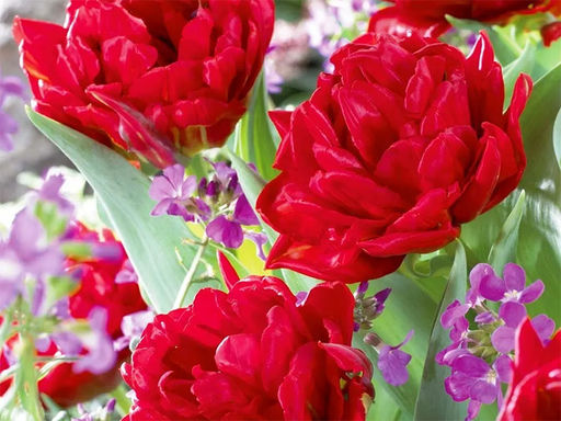 Тюльпан Emblazon (Эмблейзн) - Долина роз фото 3