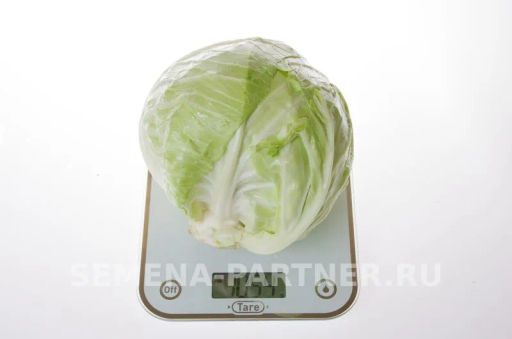 Капуста белокочанная раннеспелая Трансфер - Партнер фото 4