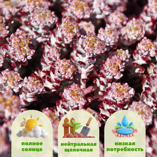 Очиток Кейп Бланко