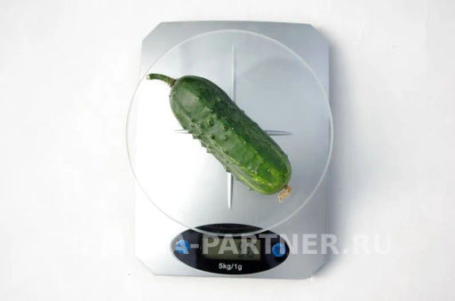 Огурец пчелоопыляемый Байконур - Партнер фото 8