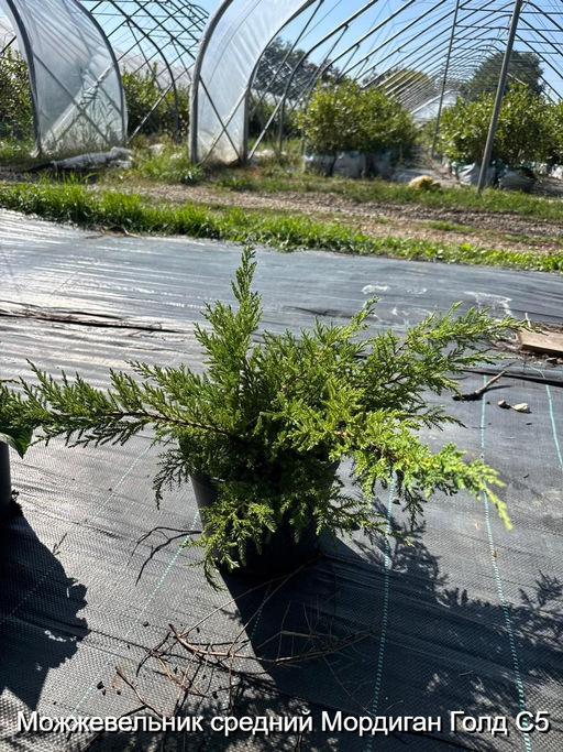 Можжевельник средний Мордиган Голд С5