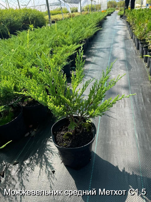 Можжевельник средний Метхот С1,5 - Park rose фото 2