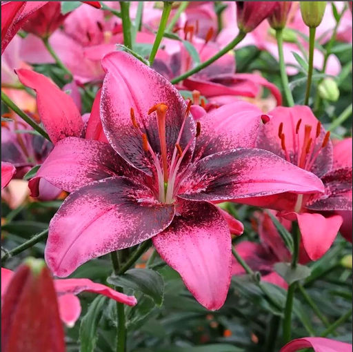 ЛИЛИЯ Перпл Дрим Разбор 12/14 Кол-во упак., шт 5