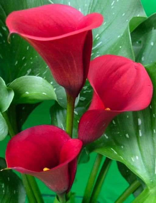 КАЛЛА Маджестик Рэд Разбор 12/14 Кол-во упак., шт 2