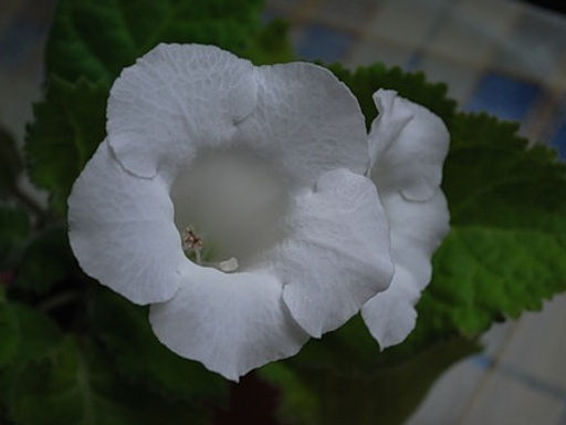 Глоксиния Mont Blanc (Монт Бланк) - Долина роз фото 2