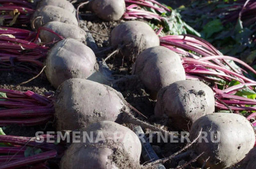 Свекла Двусемянная ТСХА - Партнер фото 4