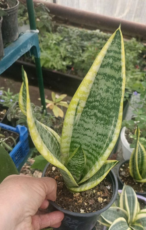 скрыт Сансевиерия Футура суперба Горшок 0,4 - 1000корней фото 6
