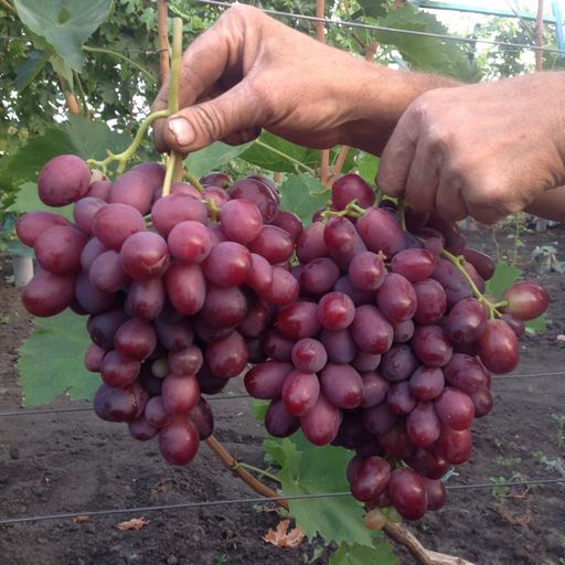 Виноград Пальмира  (2х летний) - 1000корней фото 2