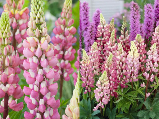 Люпин Шателейн - Долина роз фото 2