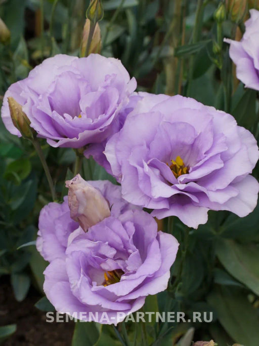 Эустома срезочная махровая лиловая Мадам Марсо - Партнер фото 4