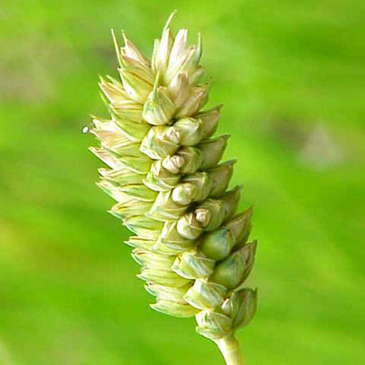 Карликовая Плотноколосая Пшеница - Triticum Compactum - Дом помидоров фото 6