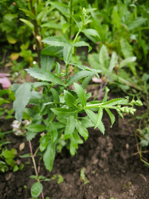 Физостегия Кристал Пик Вайт