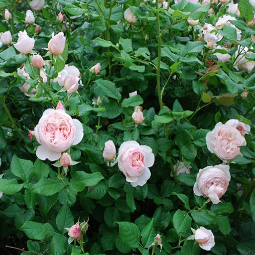 R525 ХЕРИТЕЙДЖ