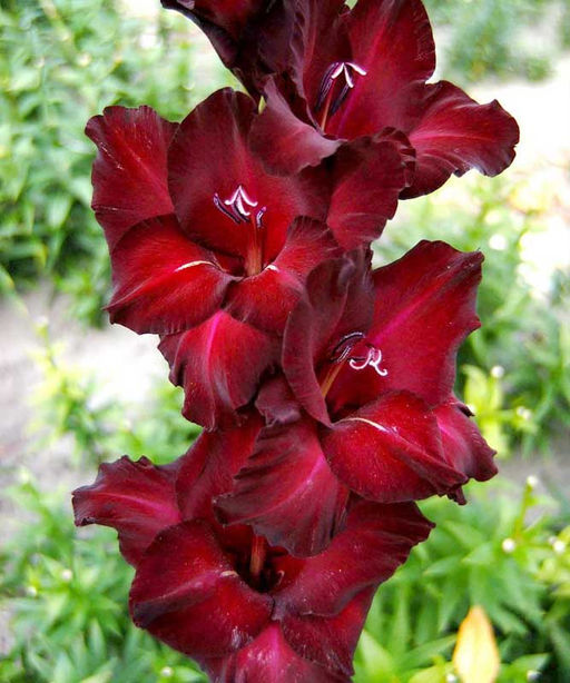 ГЛАДИОЛУС Арабиан Найт Разбор 10/12 Кол-во упак., шт 10