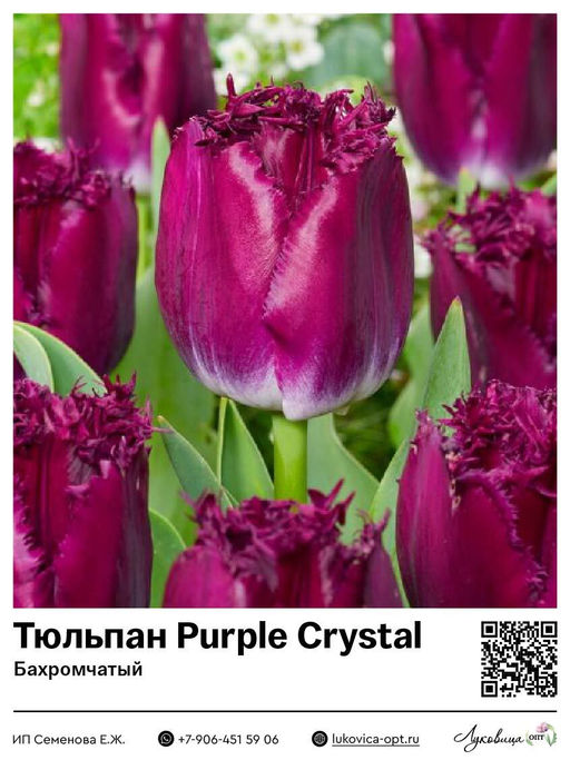Тюльпан Purple Crystal (Бахромчатый)