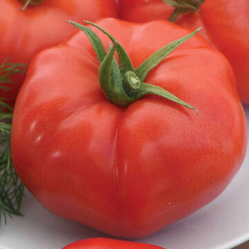 5175D Томат Кассиопея F1 5шт