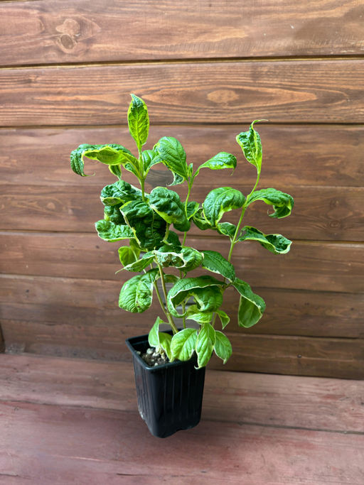 Вейгела Карикатура - Долина роз фото 3