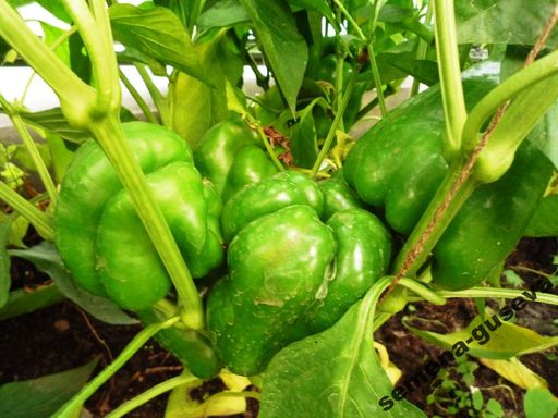 Сладкий Перец — Урожайный Гусева