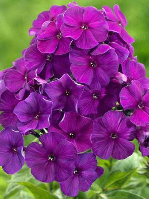 ФЛОКС Никки Разбор I Кол-во упак., шт 2