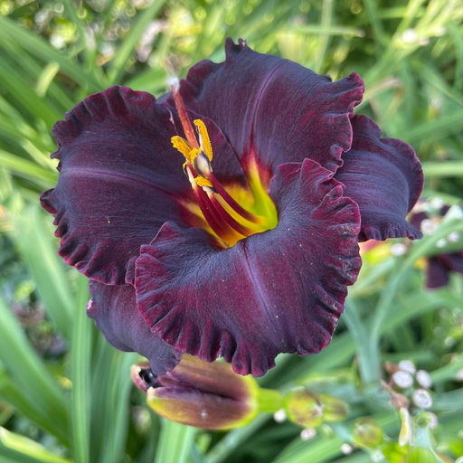 Лилейник Black Velvet Baby (Гофрированный) - Голландские луковицы фото 3