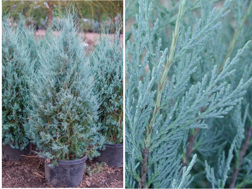 Можжевельник скальный Мунглоу - Долина роз фото 2