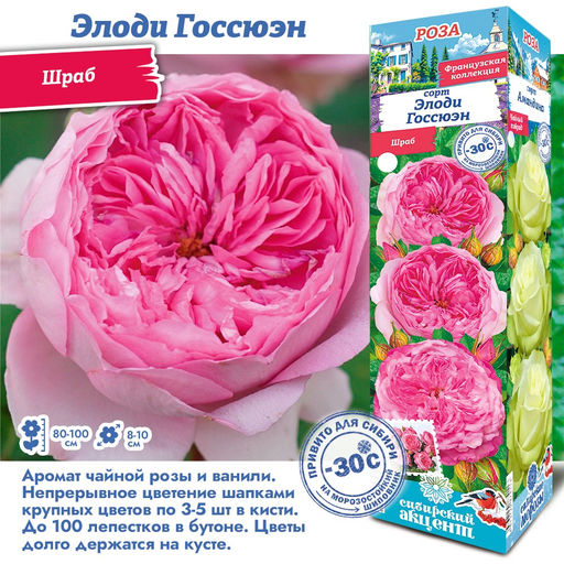 Роза Элоди Госсюэн (Шраб) 1шт