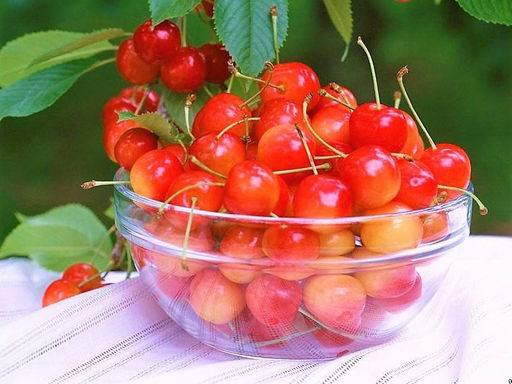 Черешня Франц Иосиф - Долина роз фото 2