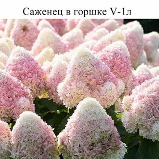 Гортензия метельчатая Кэнди Лав (С3) - Саженцы Поиск фото 2
