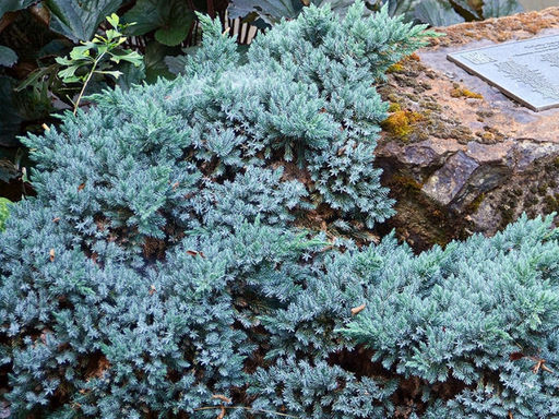 Можжевельник чешуйчатый Блю Стар - Долина роз фото 5