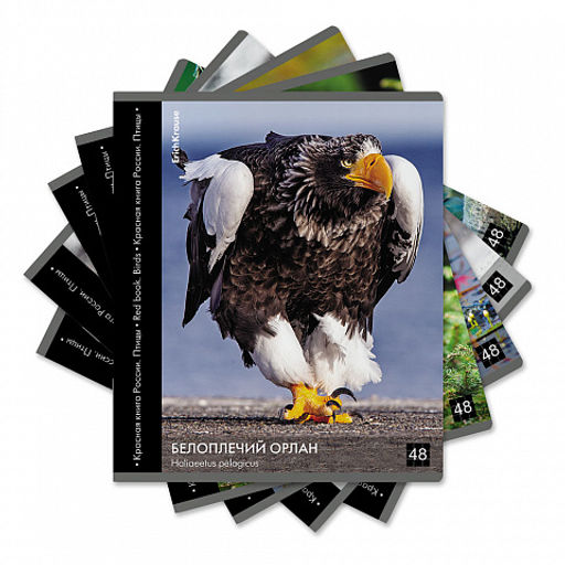 Цена за 5 шт. Тетрадь общая ученическая ErichKrause Энциклопедия, Красная книга России. Птицы, 48 листов, клетка, глянцевая ламинация_MIX-PACK  фото 2