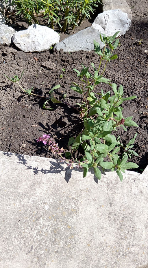 Шалфей дубравный Роуз Квин