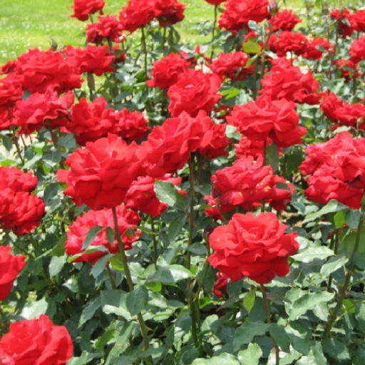 R416 РЕД БЕРЛИН