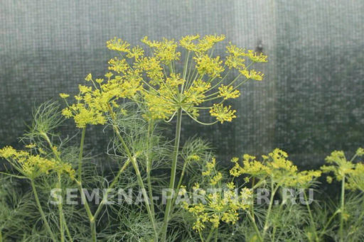 Укроп Ханак - Партнер фото 4