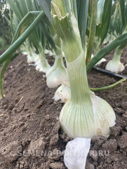 Лук репчатый Комета - Партнер фото 3