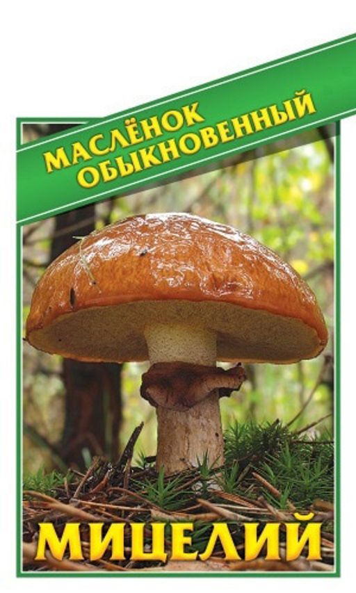 Грибы МАСЛЁНОК ОБЫКНОВЕННЫЙ - Уральский дачник фото 2