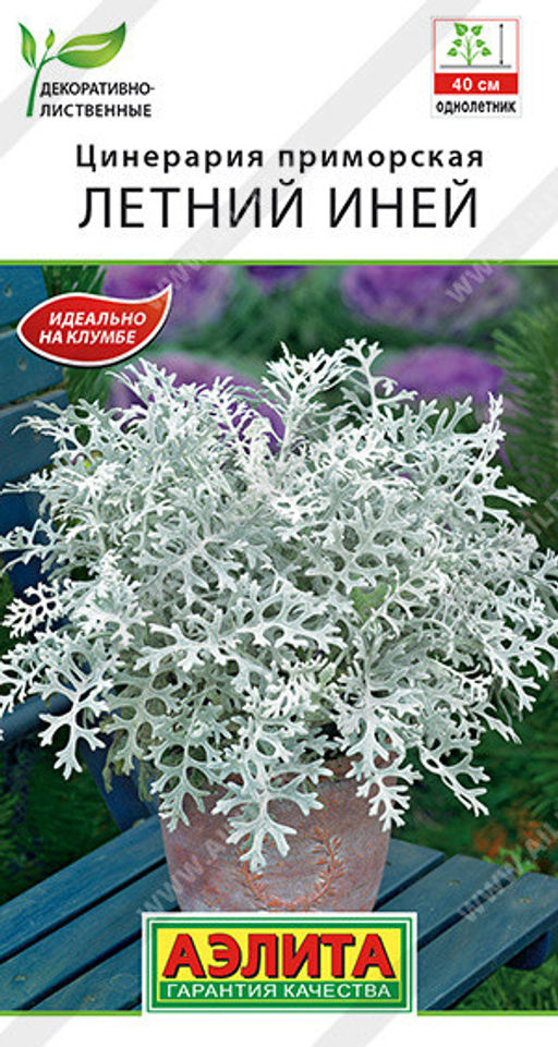 1875A Цинерария Летний иней 0,05гр